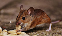 24 Hour & Emergency Exterminators in Oaklawn, AR